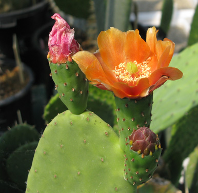 Pépinière Palmaris Opuntia ficus-indica