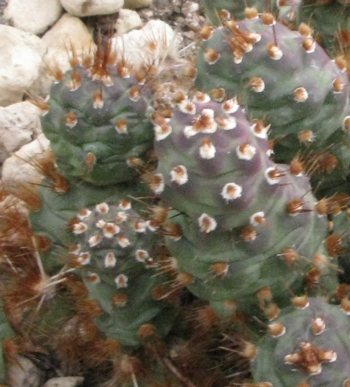 Pépinière Palmaris Opuntia fragilis Bronze beauty