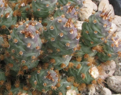 Pépinière Palmaris Opuntia fragilis Bronze beauty