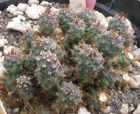 Pépinière Palmaris Opuntia fragilis Bronze beauty