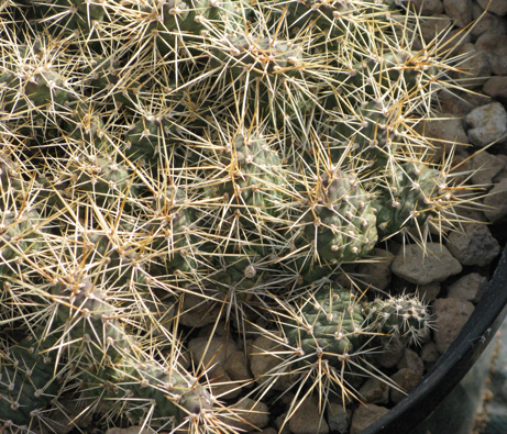 Pépinière Palmaris Opuntia fragilis Rutercup