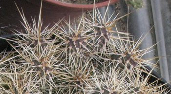 Pépinière Palmaris Opuntia fragilis Rutercup