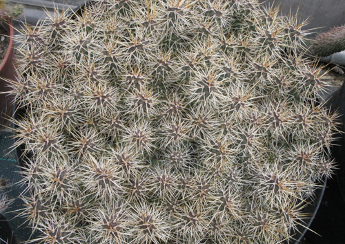 Pépinière Palmaris Opuntia fragilis Rutercup