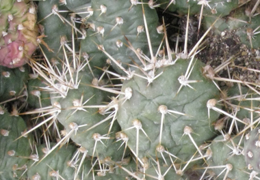 Pépinière Palmaris Opuntia fragilis Wanachee 