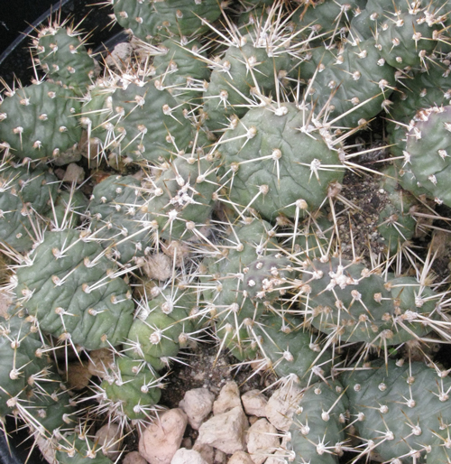 Pépinière Palmaris Opuntia fragilis Wanachee 