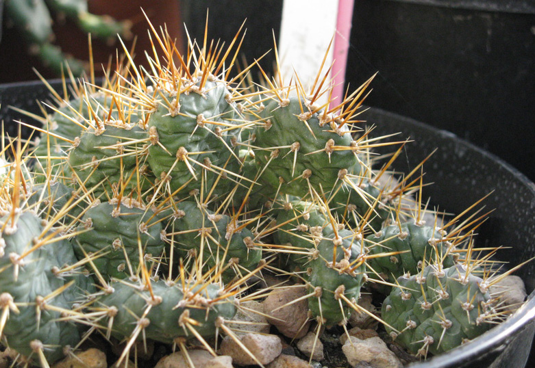 Pépinière Palmaris Opuntia fragilis Wanachee 