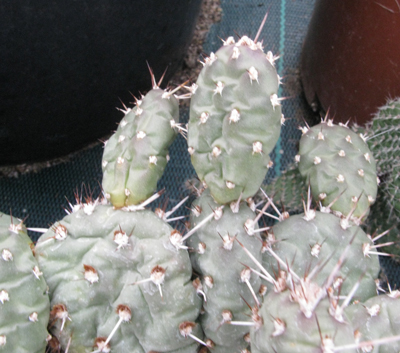 Pépinière Palmaris Opuntia polyacantha X fragilis