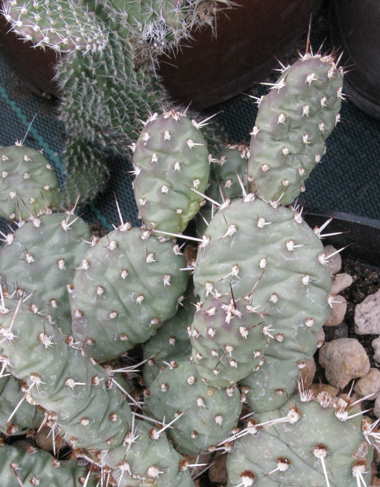 Pépinière Palmaris Opuntia polyacantha X fragilis