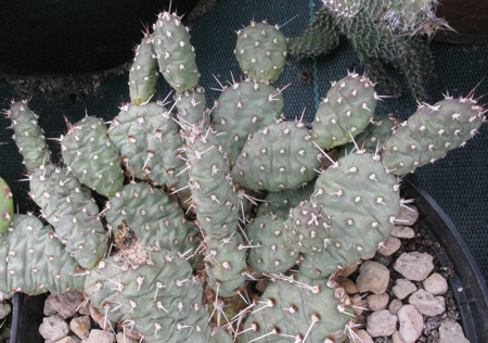 Pépinière Palmaris Opuntia polyacantha X fragilis