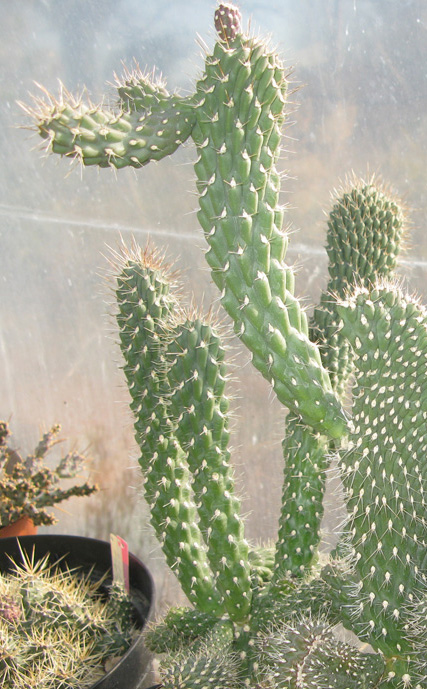 Pépinière Palmaris Cylindropuntia fulgida mammillata 