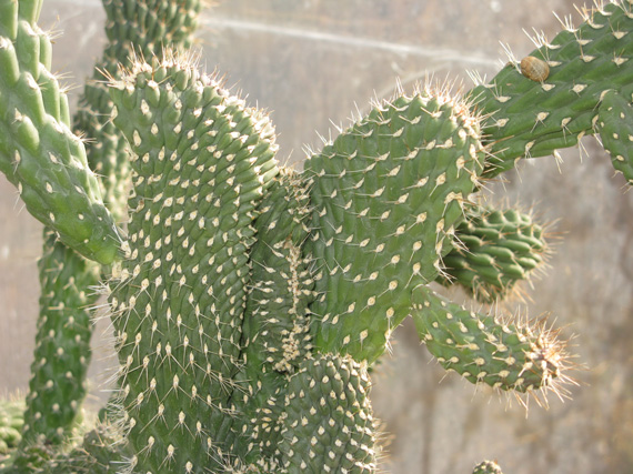 Pépinière Palmaris Cylindrountia fulgida mammillata 