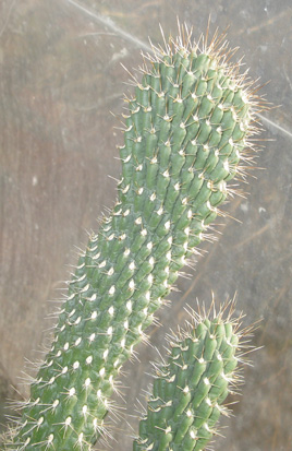 Pépinière Palmaris Cylindropuntia fulgida mammillata 