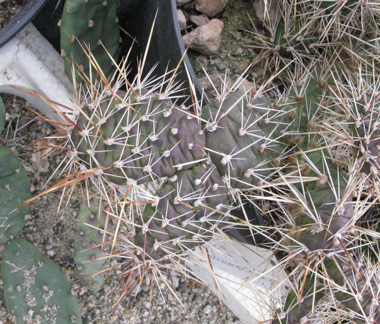 Pépinière Palmaris Opuntia "Georg sydow"