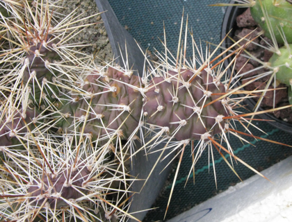 Pépinière Palmaris Opuntia "Georg sydow"