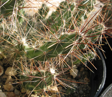 Pépinière Palmaris Corynopuntia grahamii