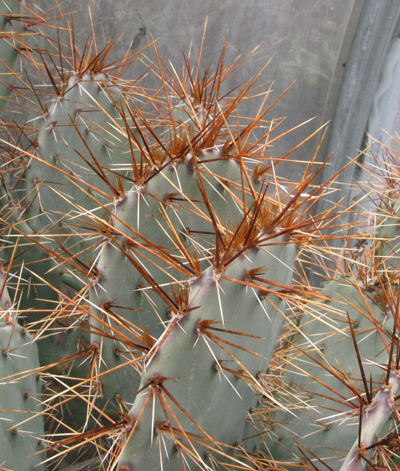 Pépinière Palmaris Opuntia sp Grandes épines rouges