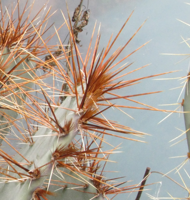 Pépinière Palmaris Opuntia sp Grandes épines rouges