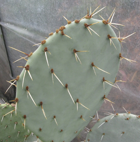 Pépinière Palmaris Opuntia gregoriana