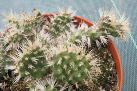 Pépinière Palmaris Opuntia hintonii