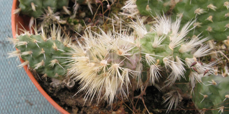 Pépinière Palmaris Opuntia hintonii