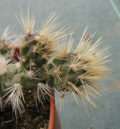 Pépinière Palmaris Opuntia hintonii