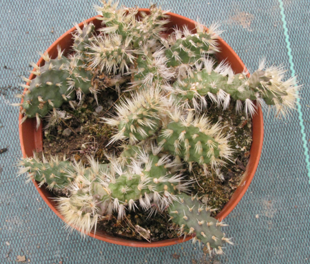 Pépinière Palmaris Opuntia hintonii