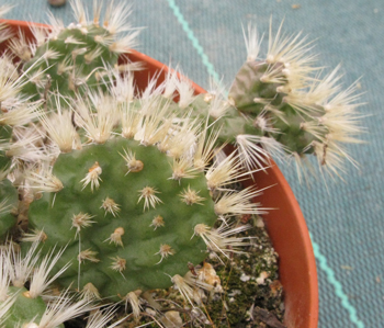 Pépinière Palmaris Opuntia hintonii