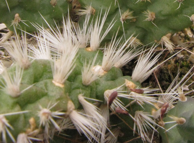 Pépinière Palmaris Opuntia hintonii