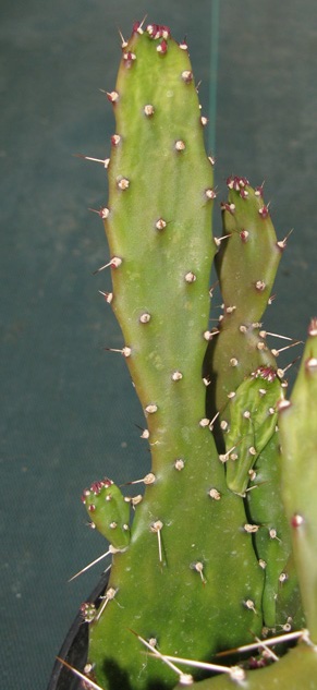 Pépinière Palmaris Opuntia horrida 