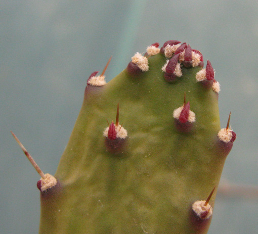 Pépinière Palmaris Opuntia horrida 