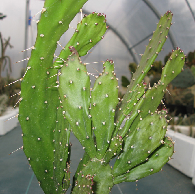 Pépinière Palmaris Opuntia horrida 