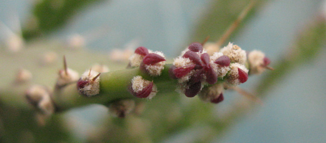 Pépinière Palmaris Opuntia horrida 