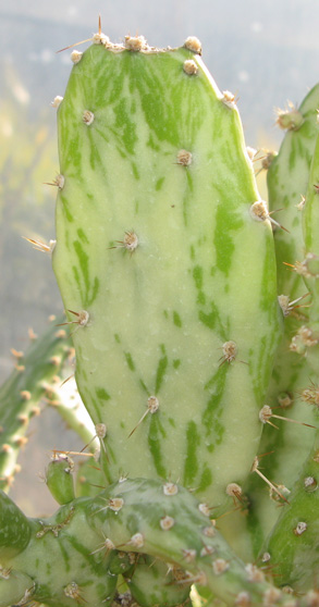 Pépinière Palmaris Opuntia horrida  variegata