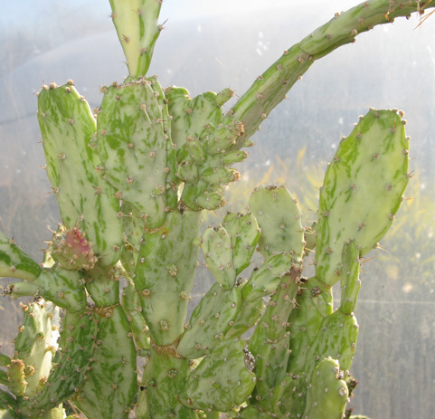 Pépinière Palmaris Opuntia horrida  variegata 