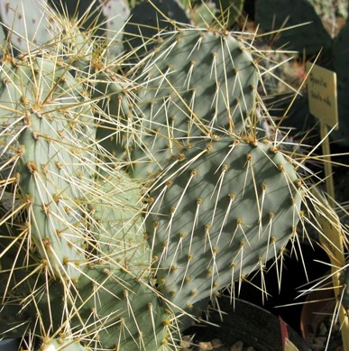 Pépinière Palmaris Opuntia howeyi