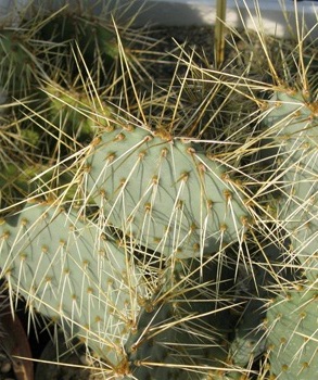 Pépinière Palmaris Opuntia howeyi