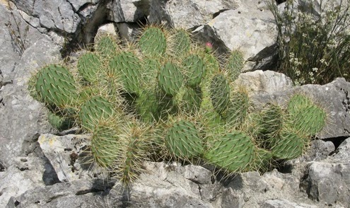 Pépinière Palmaris Opuntia howeyi