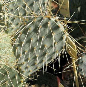 Pépinière Palmaris Opuntia howeyi