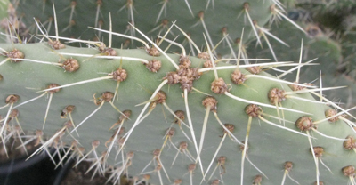 Pépinière Palmaris Opuntia huajuapensis