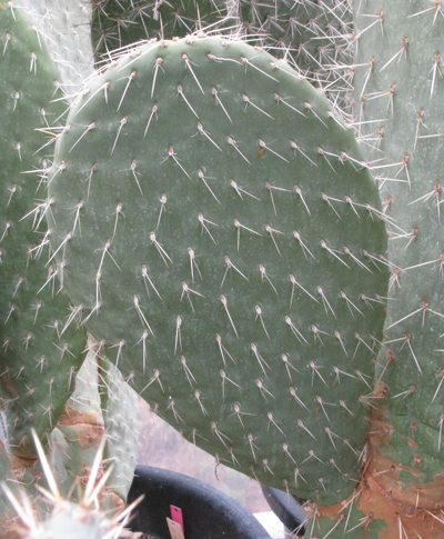 Pépinière Palmaris Opuntia huajuapensis