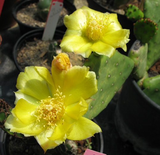 Pépinière Palmaris Opuntia humifusa