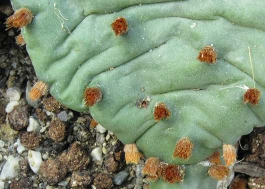 Pépinière Palmaris Opuntia humifusa