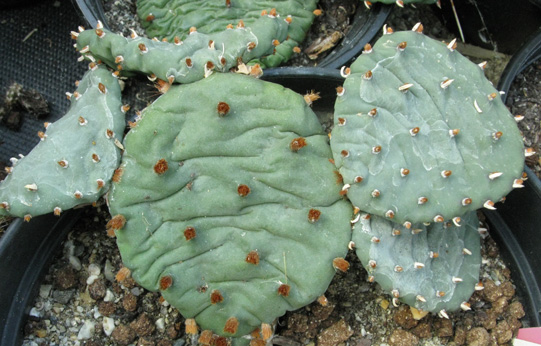 Pépinière Palmaris Opuntia humifusa