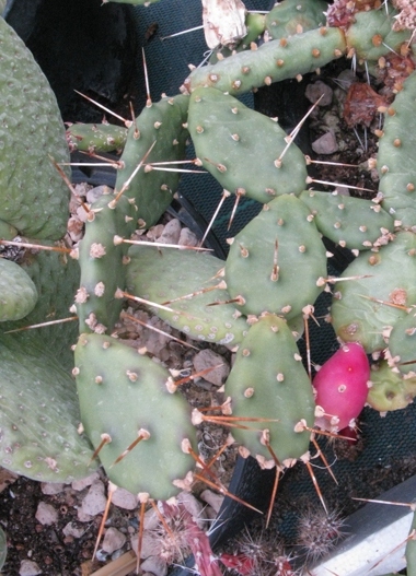 Pépinière Palmaris Opuntia humifusa  austrina