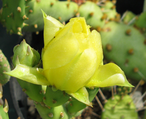 Pépinière Palmaris Opuntia humifusa  austrina