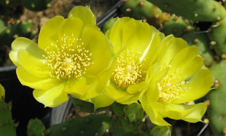 Pépinière Palmaris Opuntia humifusa  austrina