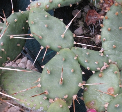 Pépinière Palmaris Opuntia humifusa  austrina