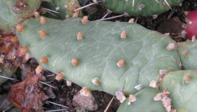 Pépinière Palmaris Opuntia humifusa  austrina