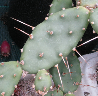 Pépinière Palmaris Opuntia humifusa  austrina