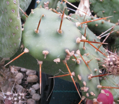 Pépinière Palmaris Opuntia humifusa  austrina